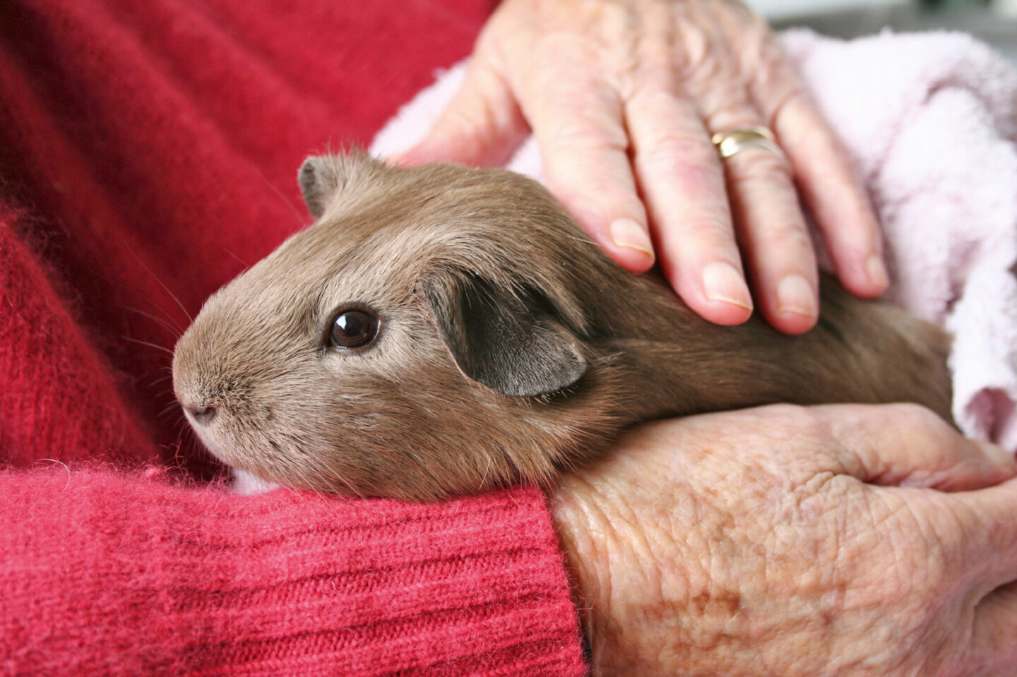 Seniorin streichelt Meerschweinchen aud ihrem Schoss