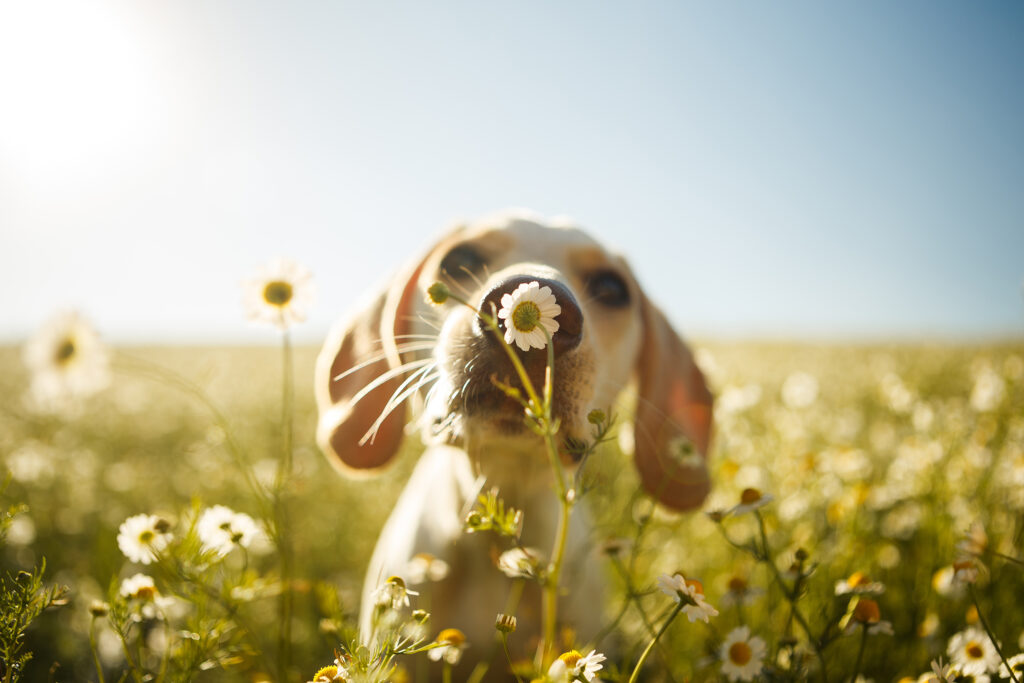 Ein Hund schnüffelt an einer Kamilleblüte in der Frühlingssonne