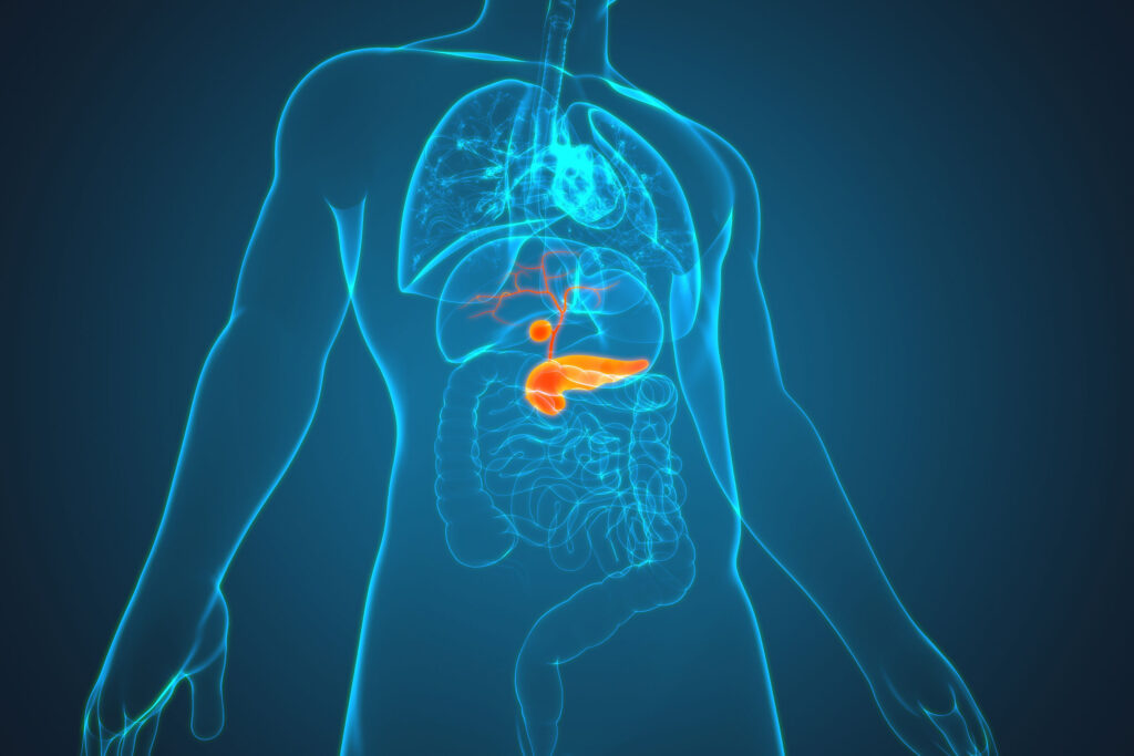Schematische Zeichnung, die zeigt, wo die Bauchspeicheldüse (Pankreas) im Körper liegt