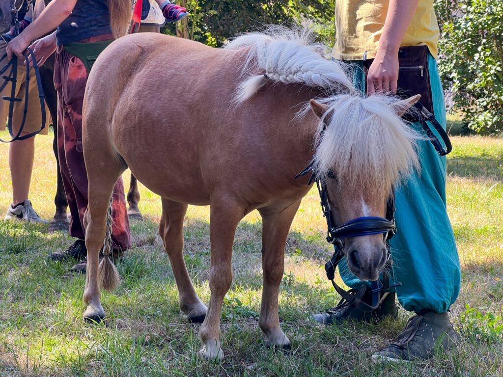 Pony reiten zum Tag der offenen Tür